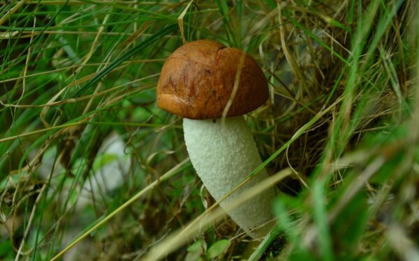 mushroom, leccinum scabrum, red
