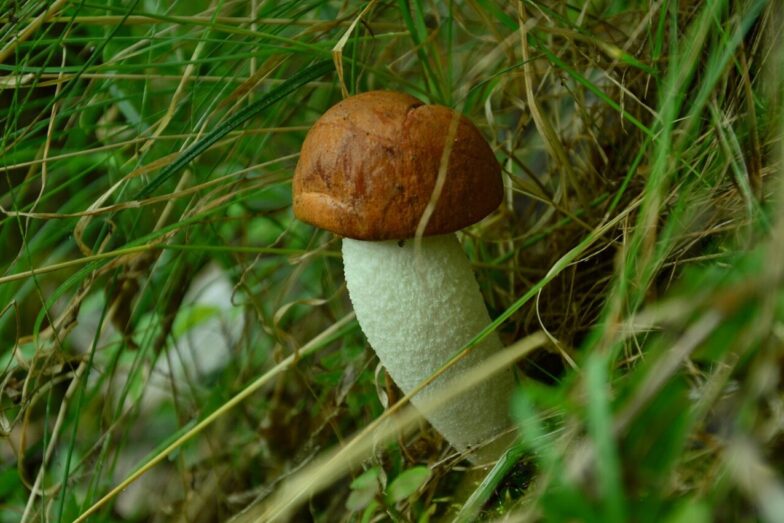 mushroom, leccinum scabrum, red