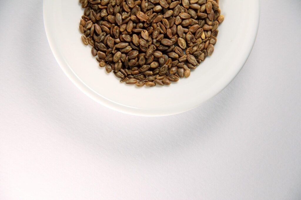 barley, super barley, dry, healthy food, white plate, white background, barley, barley, barley, barley, barley