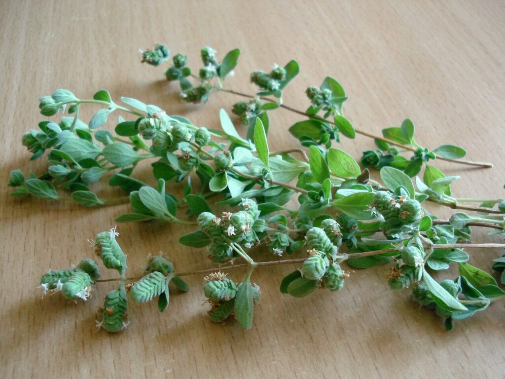 oregano, greens, oregano, oregano, oregano, oregano, oregano
