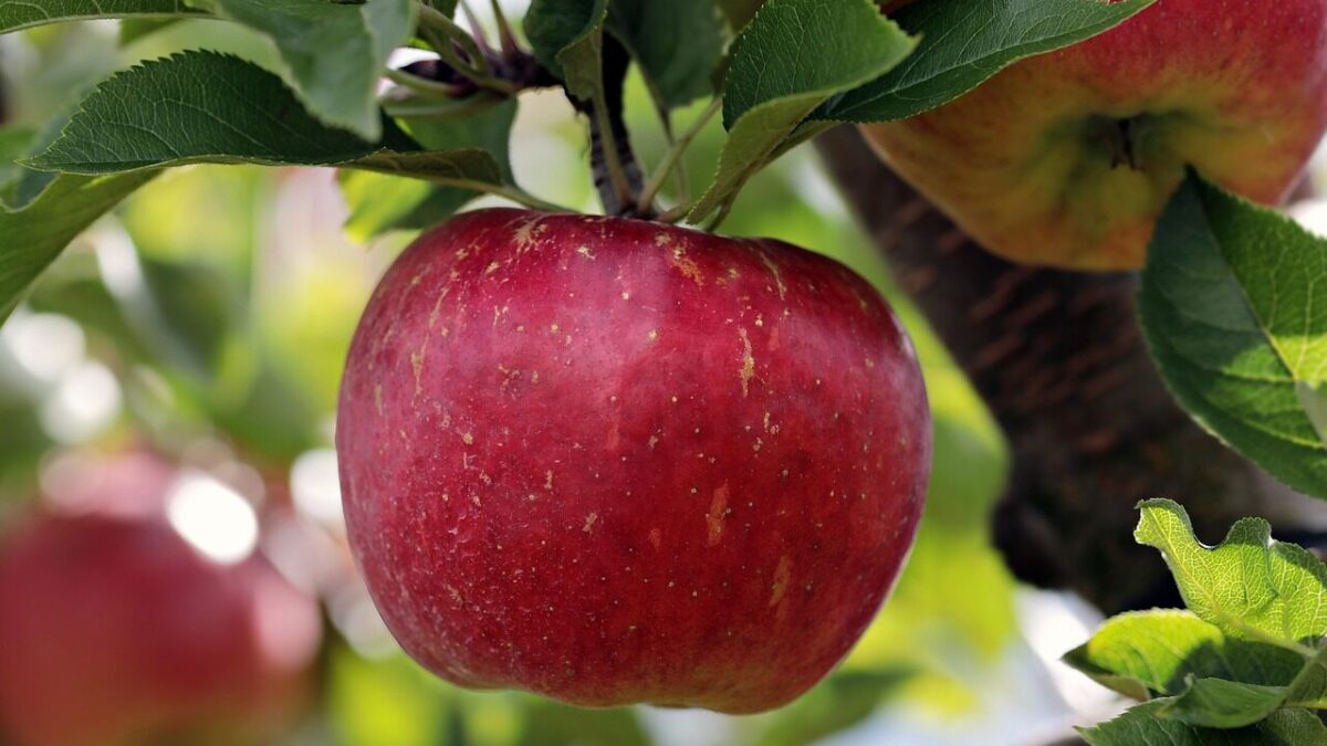 apple, red, red apple, apple plantation, yummy, fruit, vitamins, fresh, nature, healthy, ripe, pome fruit family, apple trees, orchards, trees, fruit trees, fall, harvest, harvested, apple, apple, apple, apple, apple