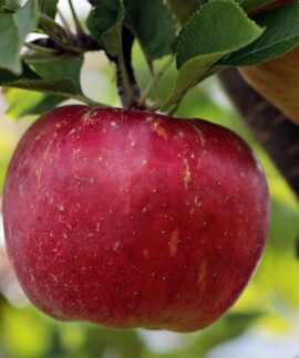 apple, red, red apple, apple plantation, yummy, fruit, vitamins, fresh, nature, healthy, ripe, pome fruit family, apple trees, orchards, trees, fruit trees, fall, harvest, harvested, apple, apple, apple, apple, apple