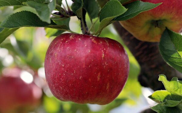 apple, red, red apple, apple plantation, yummy, fruit, vitamins, fresh, nature, healthy, ripe, pome fruit family, apple trees, orchards, trees, fruit trees, fall, harvest, harvested, apple, apple, apple, apple, apple
