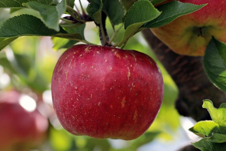 apple, red, red apple, apple plantation, yummy, fruit, vitamins, fresh, nature, healthy, ripe, pome fruit family, apple trees, orchards, trees, fruit trees, fall, harvest, harvested, apple, apple, apple, apple, apple