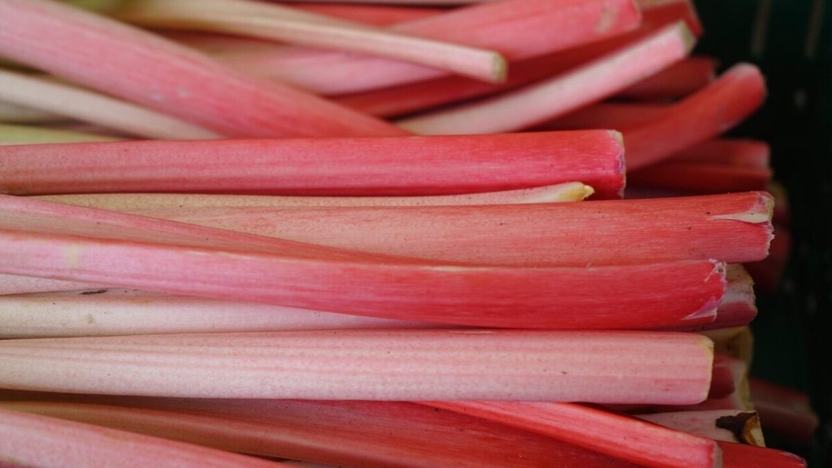 rhubarb, stalk, red, vegetables, vegetable rhubarb, curly rhubarb, rheum rhabarbarum, knotweed, polygonaceae, unpeeled petioles, unpeeled, petioles, rhubarb, rhubarb, rhubarb, rhubarb, rhubarb