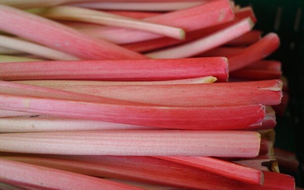rhubarb, stalk, red, vegetables, vegetable rhubarb, curly rhubarb, rheum rhabarbarum, knotweed, polygonaceae, unpeeled petioles, unpeeled, petioles, rhubarb, rhubarb, rhubarb, rhubarb, rhubarb