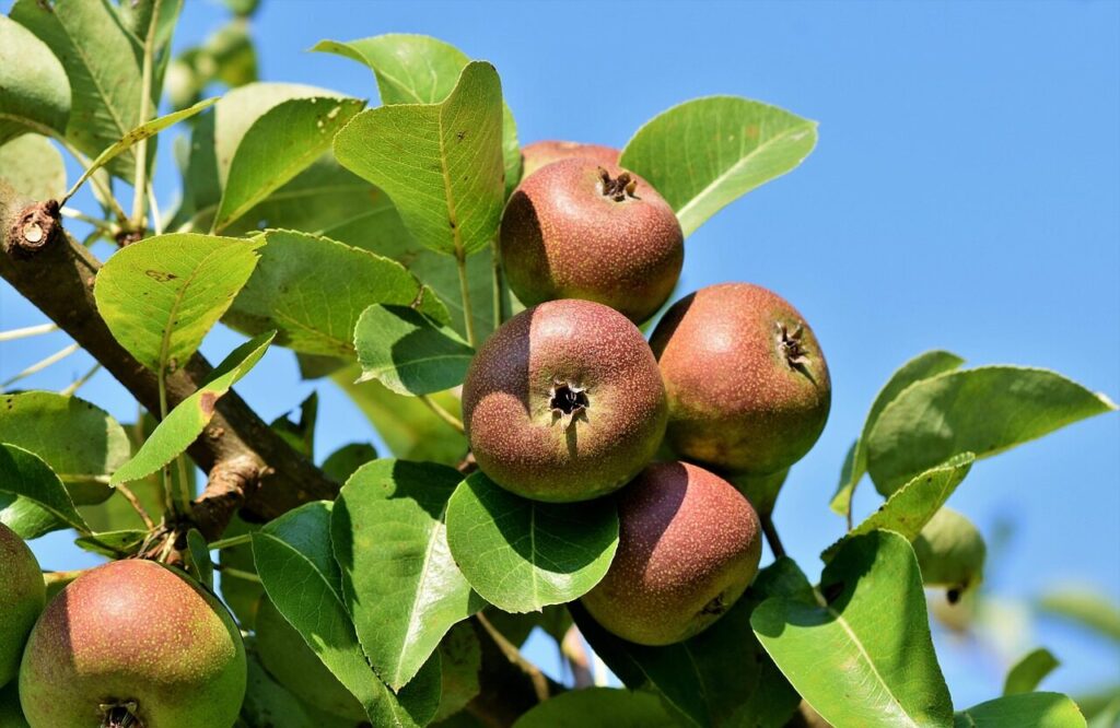 apples, fruits, food, fresh, healthy, ripe, organic, sweet, produce, apple tree, apple orchard, branch, harvest, apple tree, apple tree, apple tree, apple tree, apple tree, apple orchard