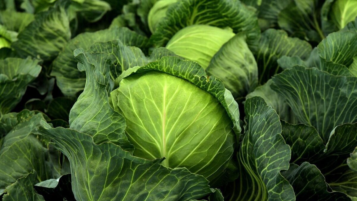cabbage, herb, white cabbage, cultivation, vegetables, healthy, vitamins, winter vegetables, vegan, vegetarian, cabbage field, green, food, agriculture, nature, vegetable cabbage, leaves, fresh