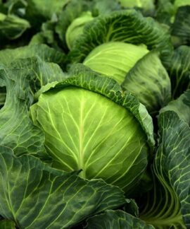 cabbage, herb, white cabbage, cultivation, vegetables, healthy, vitamins, winter vegetables, vegan, vegetarian, cabbage field, green, food, agriculture, nature, vegetable cabbage, leaves, fresh