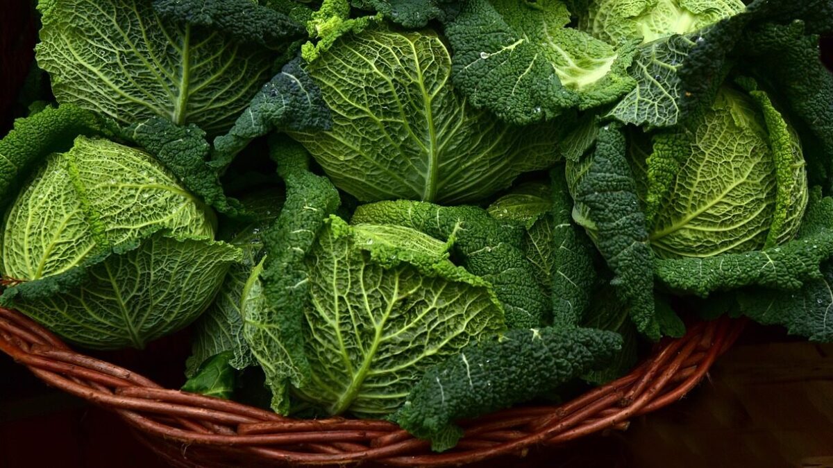 savoy cabbage, vegetables, leafy greens, close up, brassica oleracea, winter vegetables, vegetables, leafy greens, leafy greens, leafy greens, leafy greens, leafy greens