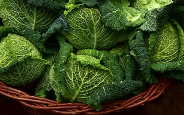 savoy cabbage, vegetables, leafy greens, close up, brassica oleracea, winter vegetables, vegetables, leafy greens, leafy greens, leafy greens, leafy greens, leafy greens