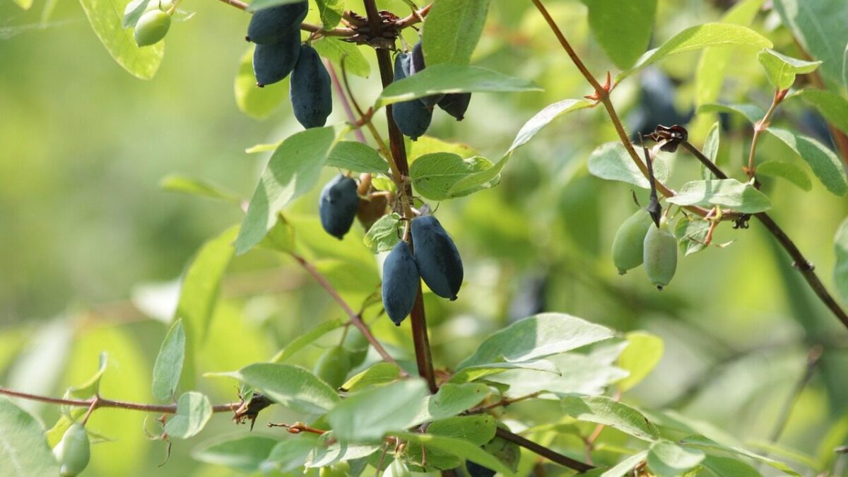 honeysuckle, berry, fruit, nature, plant, leaves, flower, tree, bush, summer, flora, green, beautiful flowers, flower wallpaper, branch, garden, food, healthy, flower background, vitamins, harvest