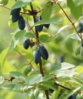 honeysuckle, berry, fruit, nature, plant, leaves, flower, tree, bush, summer, flora, green, beautiful flowers, flower wallpaper, branch, garden, food, healthy, flower background, vitamins, harvest