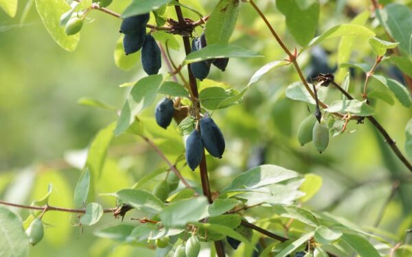 honeysuckle, berry, fruit, nature, plant, leaves, flower, tree, bush, summer, flora, green, beautiful flowers, flower wallpaper, branch, garden, food, healthy, flower background, vitamins, harvest