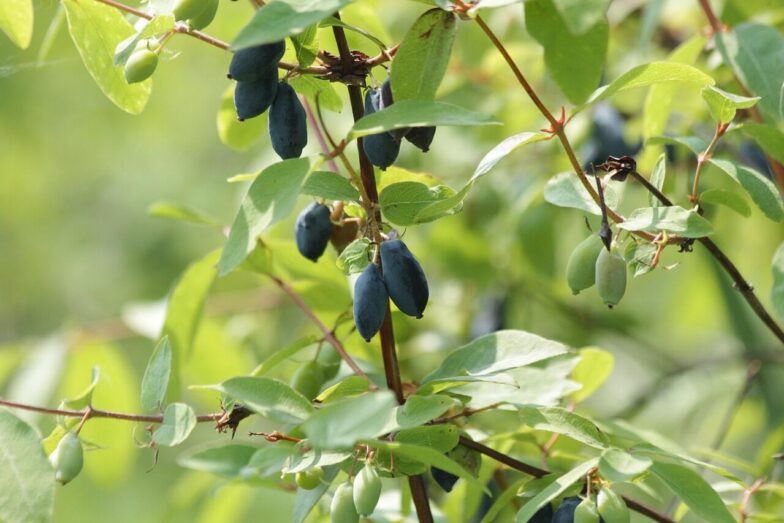honeysuckle, berry, fruit, nature, plant, leaves, flower, tree, bush, summer, flora, green, beautiful flowers, flower wallpaper, branch, garden, food, healthy, flower background, vitamins, harvest