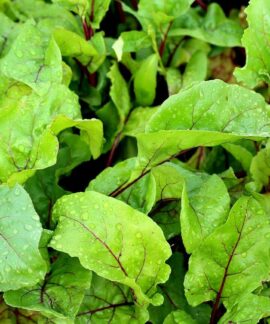 beetroot, leaves, beet leaves, vegetables, nature, garden, agriculture, green, growth, plants
