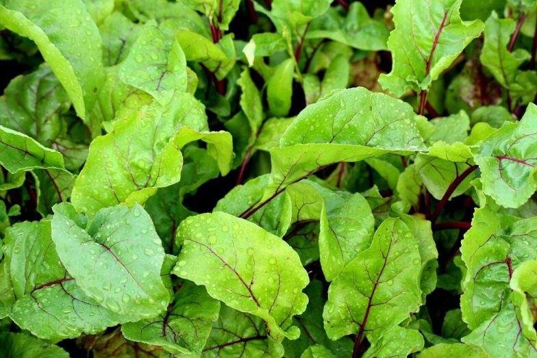 beetroot, leaves, beet leaves, vegetables, nature, garden, agriculture, green, growth, plants