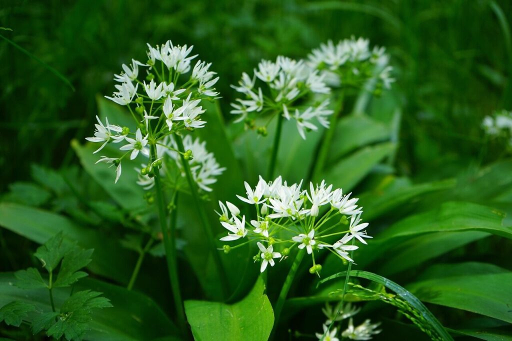 wild garlic, blossom, bloom, plant, white, allium ursinum, nature, allium, forest plant, bloom, spring, garlic spinach, forest garlic, witch onion, gypsy garlic, ramsen, waldherre, edible, vegetable plant, aromatic plant, medicinal plant, odor, garlic, smelly, taste