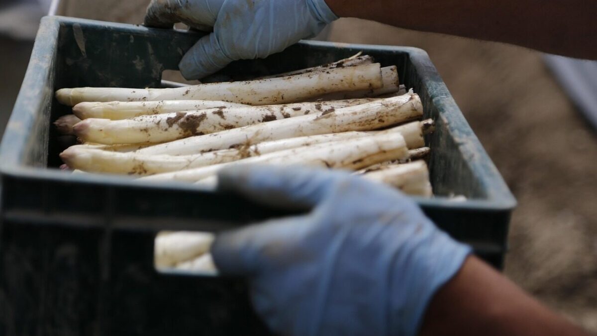 asparagus, few learned, harvest, vegetables, agriculture, white asparagus, asparagus, asparagus, asparagus, asparagus, asparagus, white asparagus, white asparagus
