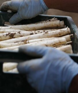 asparagus, few learned, harvest, vegetables, agriculture, white asparagus, asparagus, asparagus, asparagus, asparagus, asparagus, white asparagus, white asparagus