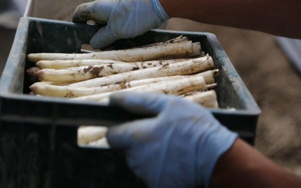 asparagus, few learned, harvest, vegetables, agriculture, white asparagus, asparagus, asparagus, asparagus, asparagus, asparagus, white asparagus, white asparagus