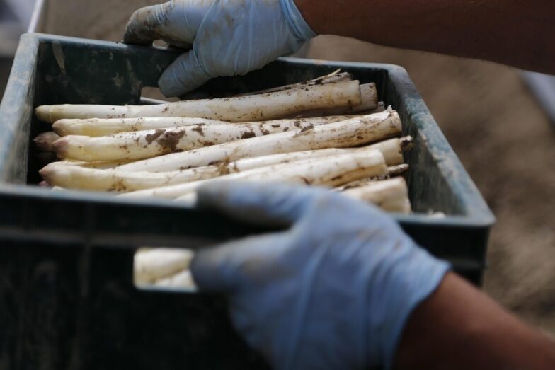 asparagus, few learned, harvest, vegetables, agriculture, white asparagus, asparagus, asparagus, asparagus, asparagus, asparagus, white asparagus, white asparagus