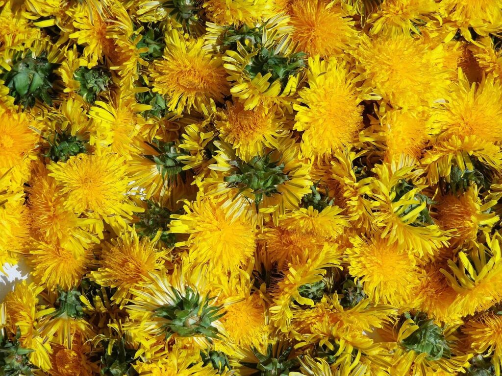 dandelion, flowers, sonchus oleraceus, syrup, meadow, flower wallpaper, flower background, flower, nature, yellow, spring, cereal, flora, beautiful flowers, plant, honey, botany, blooming, garden, preserves, nectar