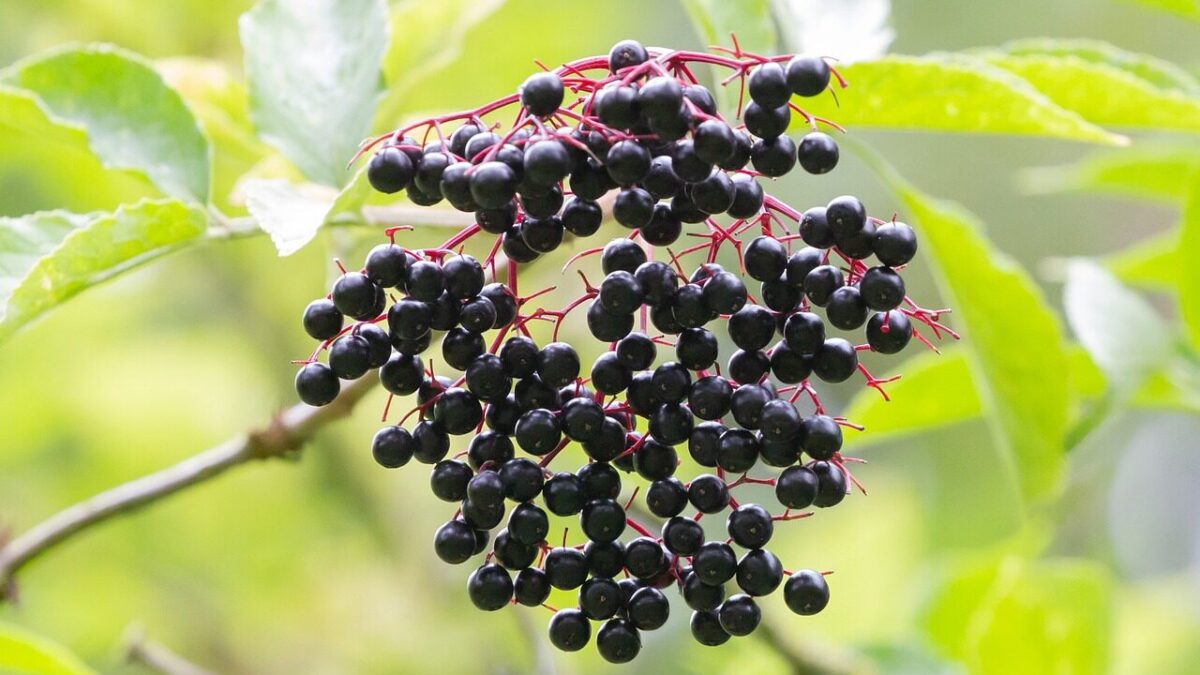 elderberry, black berry, elder, vitamins, fruit, sambucus nigra, kernobstgewaechs, elderberry, elderberry, elderberry, elderberry, elderberry