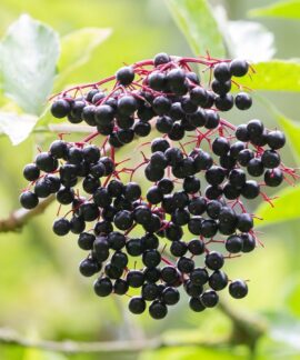 elderberry, black berry, elder, vitamins, fruit, sambucus nigra, kernobstgewaechs, elderberry, elderberry, elderberry, elderberry, elderberry