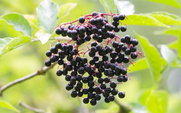 elderberry, black berry, elder, vitamins, fruit, sambucus nigra, kernobstgewaechs, elderberry, elderberry, elderberry, elderberry, elderberry