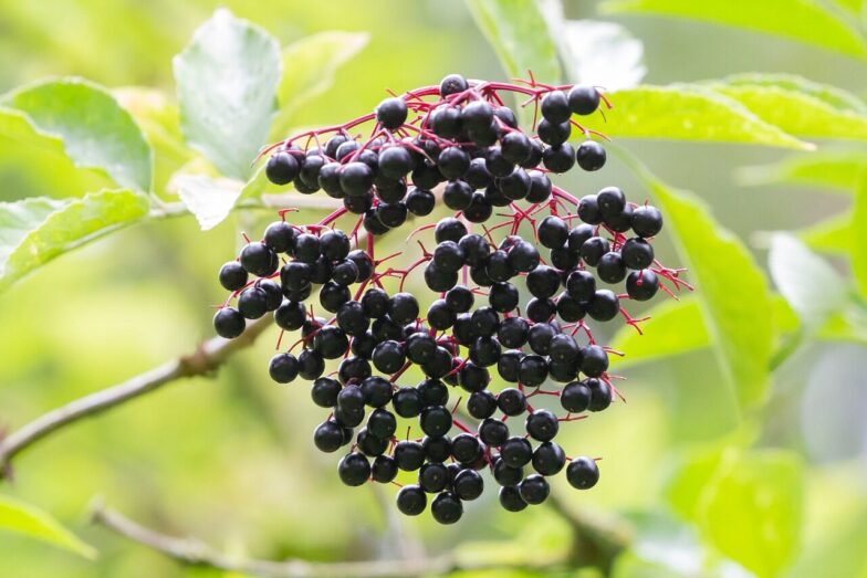 elderberry, black berry, elder, vitamins, fruit, sambucus nigra, kernobstgewaechs, elderberry, elderberry, elderberry, elderberry, elderberry