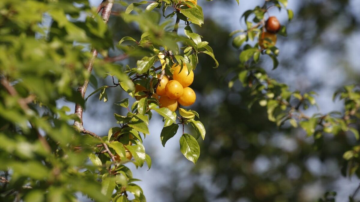 mirabelle plum, fruits, branch, mirabelle prune, yellow plum, plum, leaves, plant, food, organic, nature, closeup