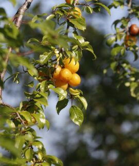 mirabelle plum, fruits, branch, mirabelle prune, yellow plum, plum, leaves, plant, food, organic, nature, closeup