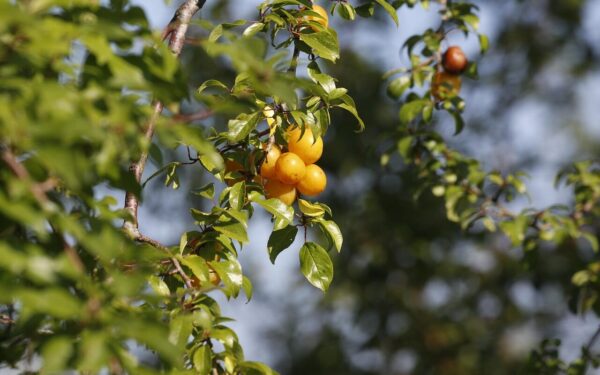 mirabelle plum, fruits, branch, mirabelle prune, yellow plum, plum, leaves, plant, food, organic, nature, closeup