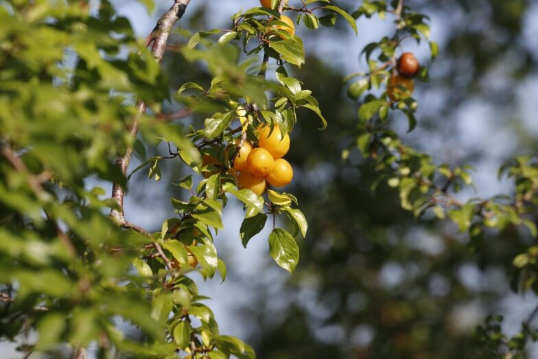 mirabelle plum, fruits, branch, mirabelle prune, yellow plum, plum, leaves, plant, food, organic, nature, closeup