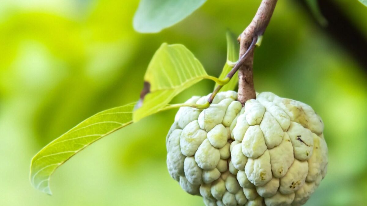annona, sugar apple, fruit, nature, close up, annona, annona, annona, annona, annona, sugar apple, close up