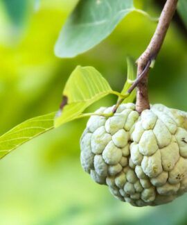 annona, sugar apple, fruit, nature, close up, annona, annona, annona, annona, annona, sugar apple, close up