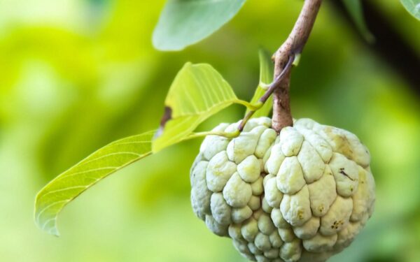 annona, sugar apple, fruit, nature, close up, annona, annona, annona, annona, annona, sugar apple, close up