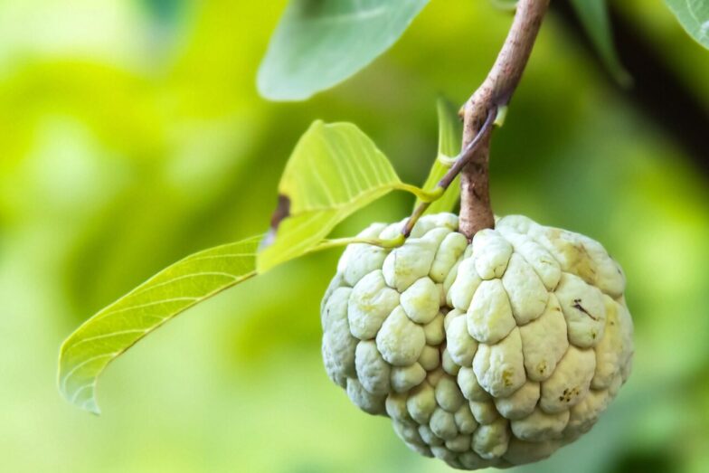 annona, sugar apple, fruit, nature, close up, annona, annona, annona, annona, annona, sugar apple, close up