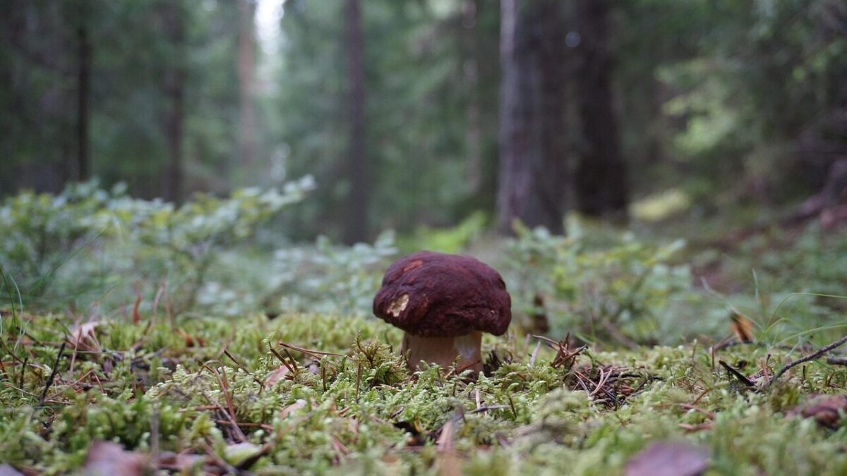 stone mushroom, porcini, reddish-brown stone mushrooms, boletus pinophilus, gullerud, mushroom