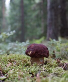 stone mushroom, porcini, reddish-brown stone mushrooms, boletus pinophilus, gullerud, mushroom