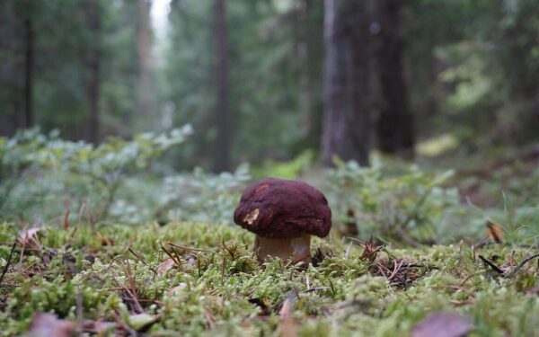 stone mushroom, porcini, reddish-brown stone mushrooms, boletus pinophilus, gullerud, mushroom