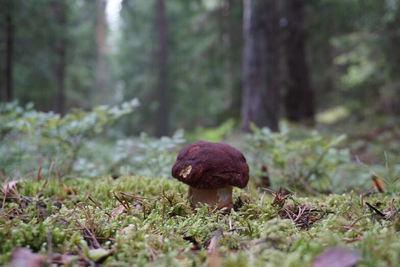 stone mushroom, porcini, reddish-brown stone mushrooms, boletus pinophilus, gullerud, mushroom