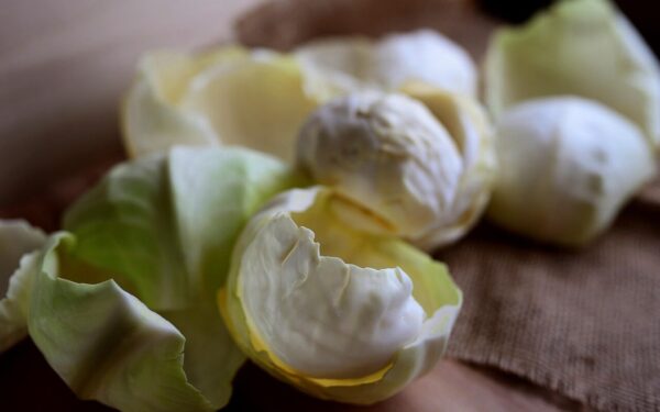 white cabbage, cabbage, vegetables, cabbage leaves