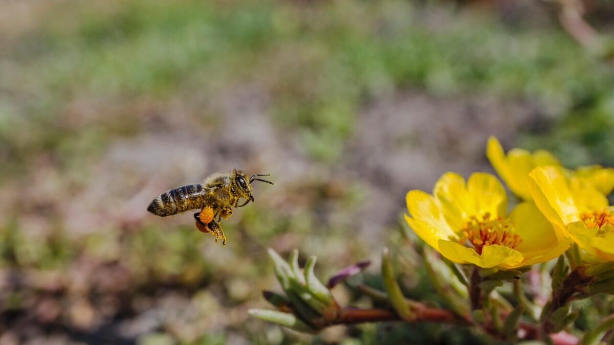 bee, flower background, beautiful flowers, insect, flower wallpaper, flowers, nature, flora, plant, portulacaoleracea, portulaca oleracea, flight, flying bee, macro