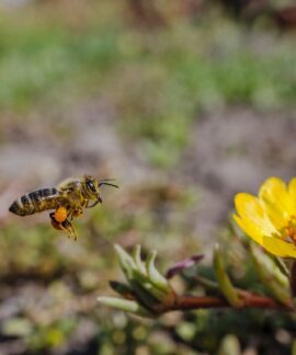 bee, flower background, beautiful flowers, insect, flower wallpaper, flowers, nature, flora, plant, portulacaoleracea, portulaca oleracea, flight, flying bee, macro