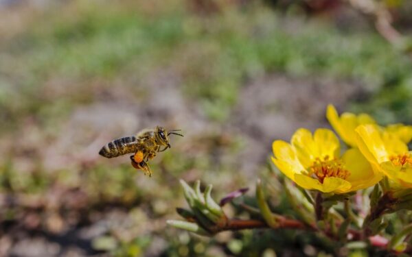 bee, flower background, beautiful flowers, insect, flower wallpaper, flowers, nature, flora, plant, portulacaoleracea, portulaca oleracea, flight, flying bee, macro