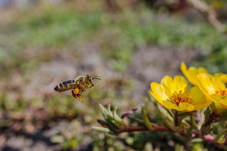 bee, flower background, beautiful flowers, insect, flower wallpaper, flowers, nature, flora, plant, portulacaoleracea, portulaca oleracea, flight, flying bee, macro