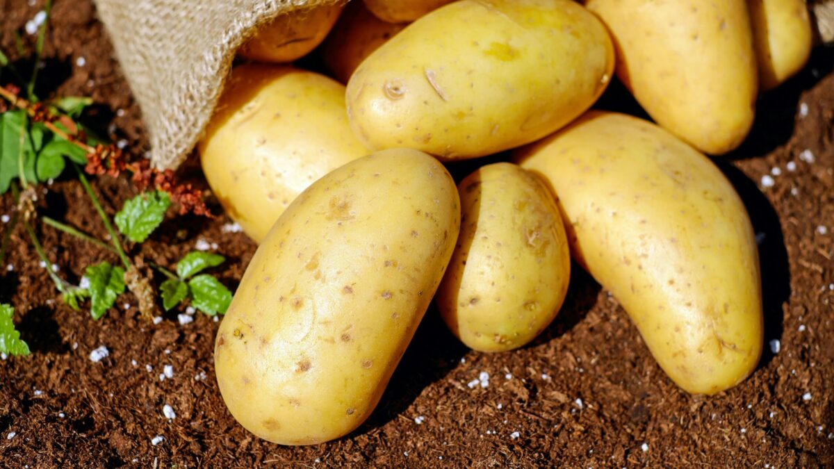 Golden potatoes spilling from a burlap sack onto rich soil, ready for cooking.
