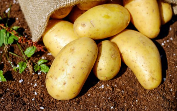 Golden potatoes spilling from a burlap sack onto rich soil, ready for cooking.